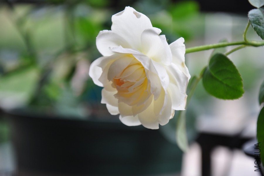 DSC_5179_����.jpg