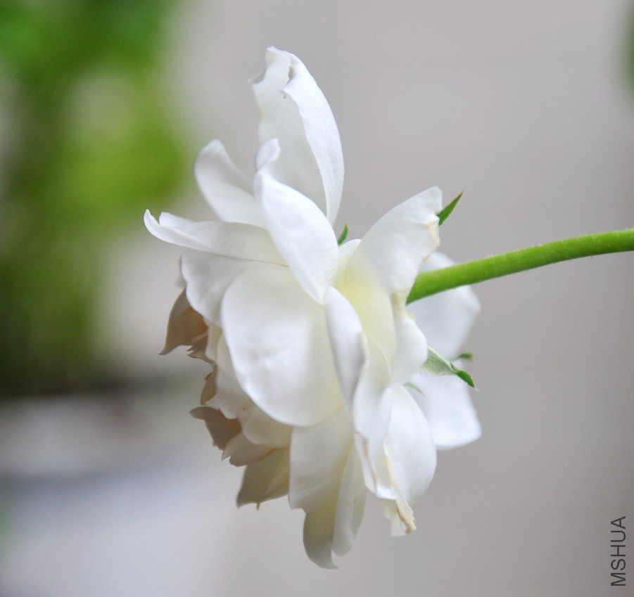 DSC_5185_����.jpg