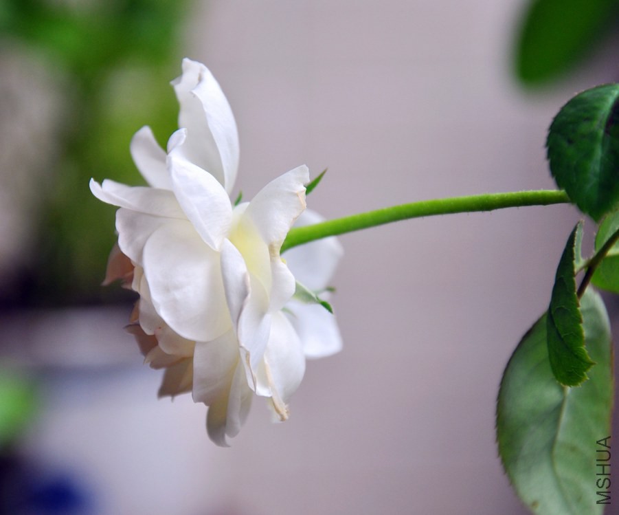 DSC_5187_����.jpg