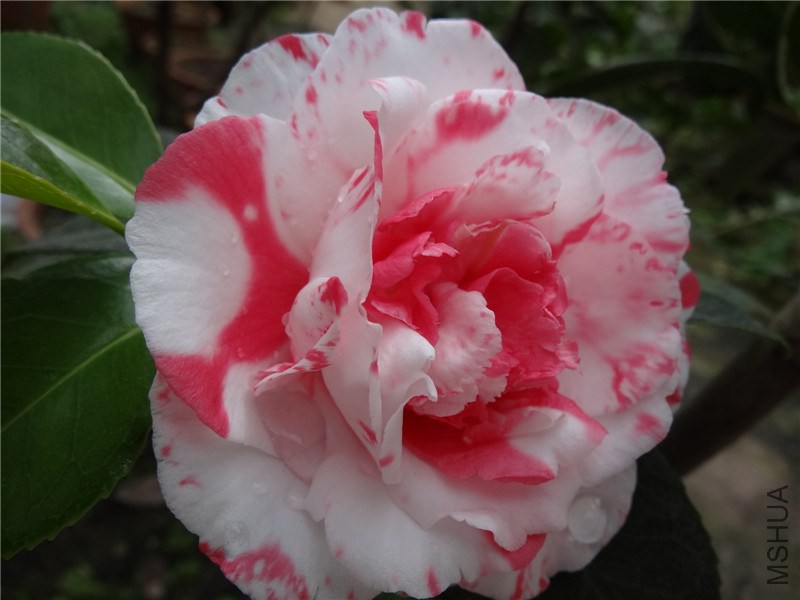 DSC01361.jpg
