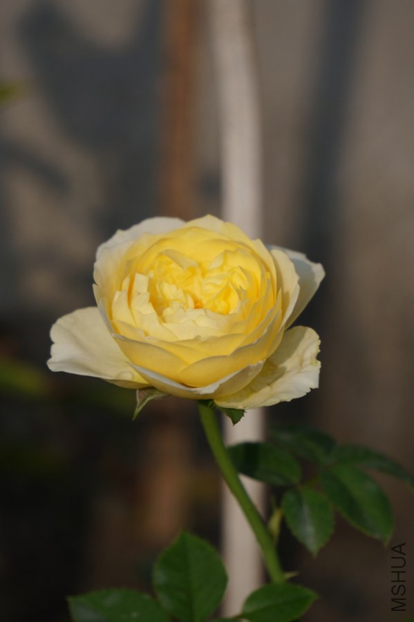 DSC07675.JPG