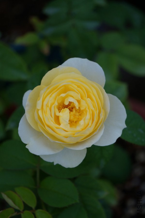 DSC07819.JPG