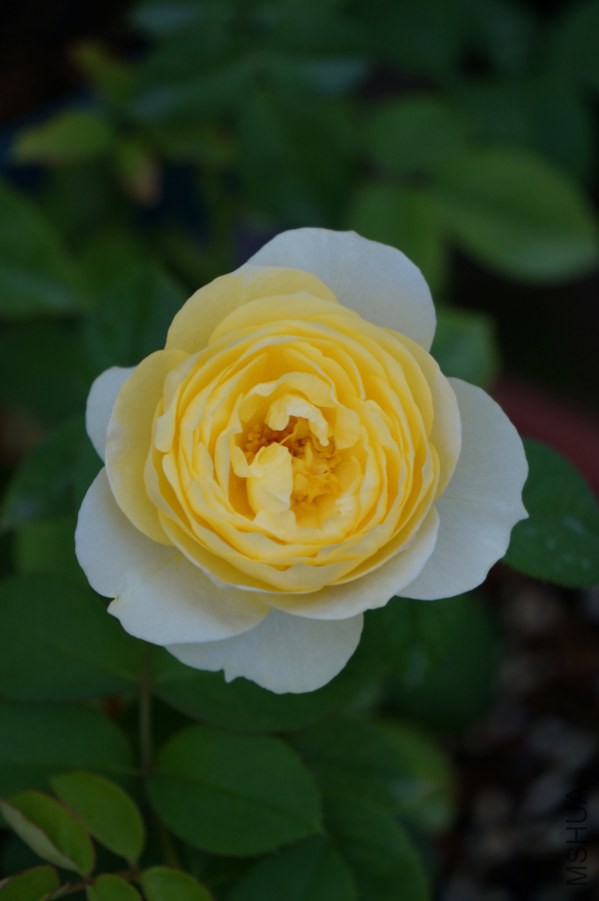 DSC07824.JPG