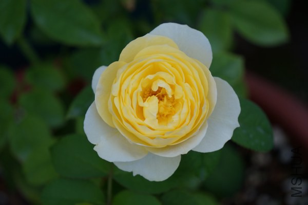 DSC07825.JPG