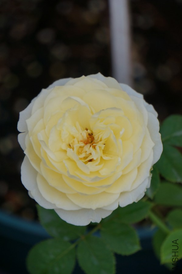 DSC07827.JPG