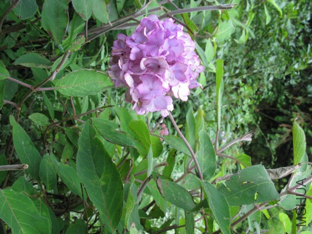 IMG_0446.JPG