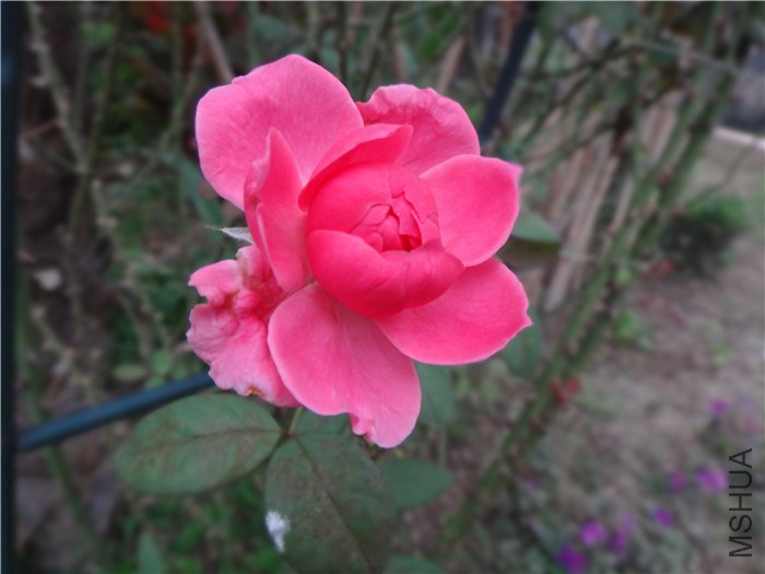 DSC03491_����.jpg