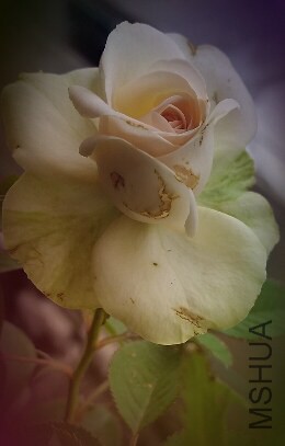 2014-09-16 14.54.52.jpg