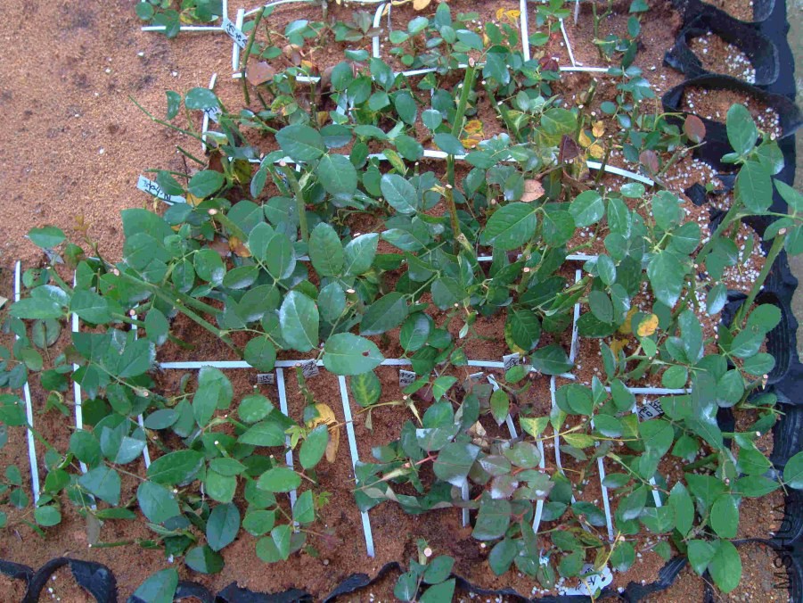 Ǥ��09.02-5.JPG