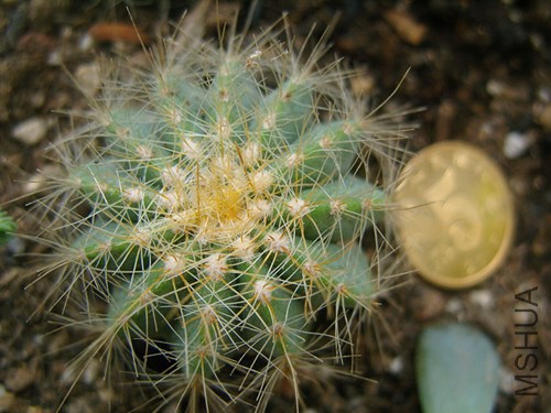 SNV11627_����.jpg