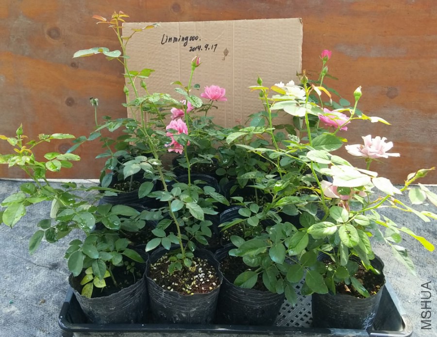 20140917_100940.jpg