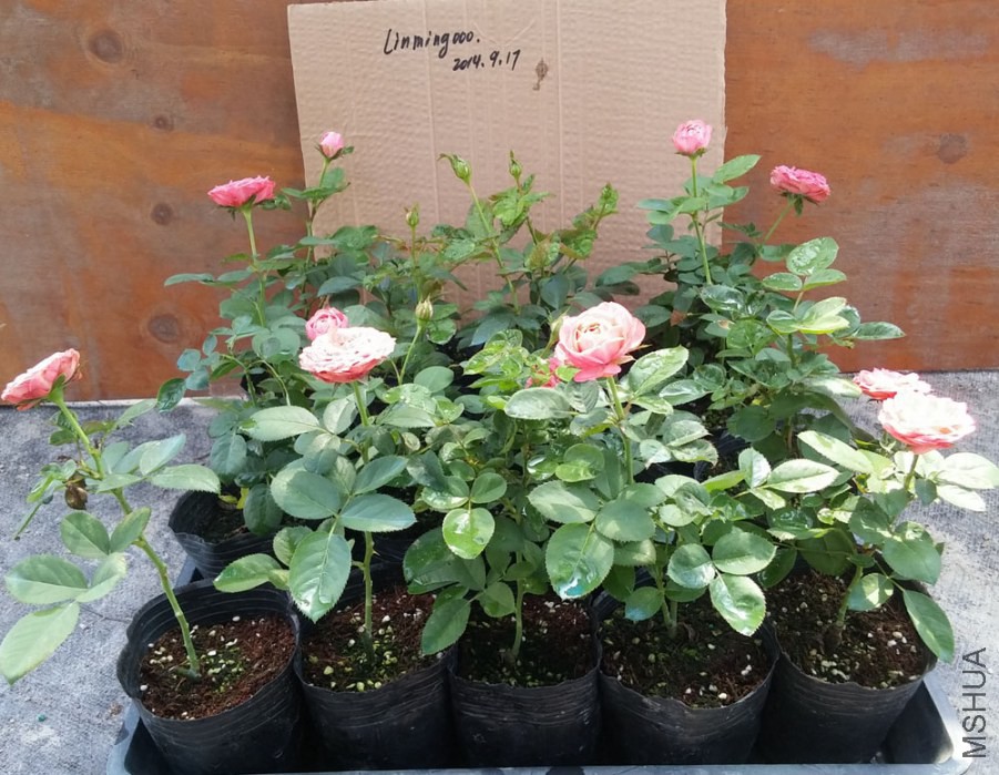 20140917_101035.jpg
