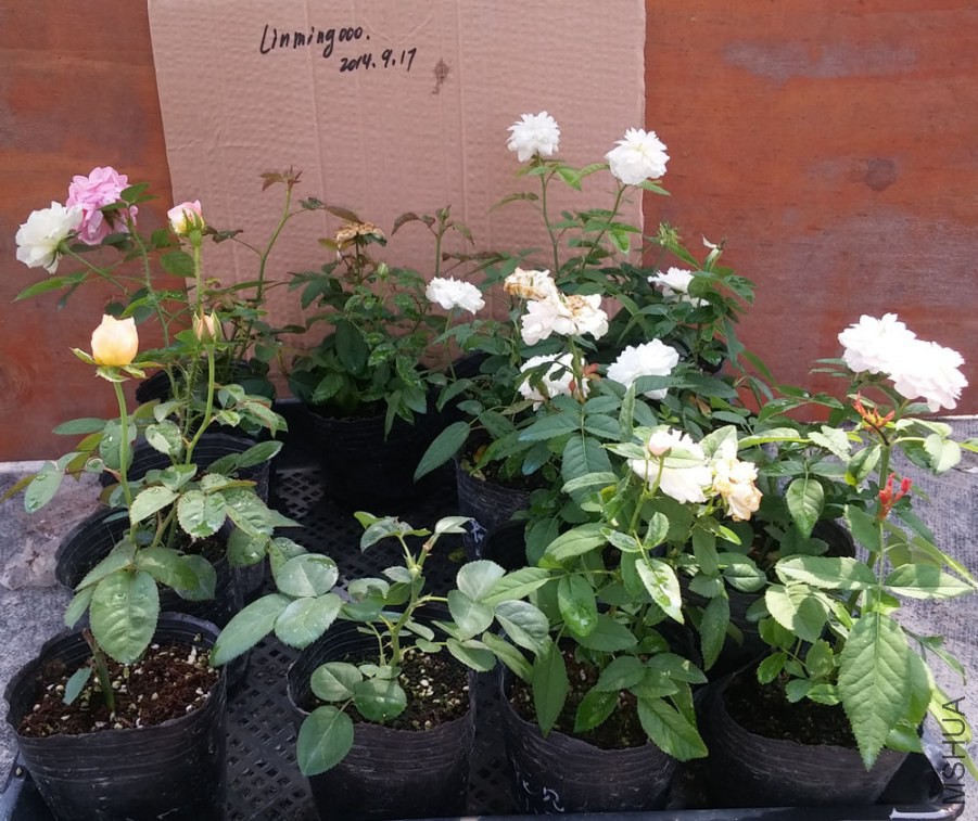20140917_101204.jpg