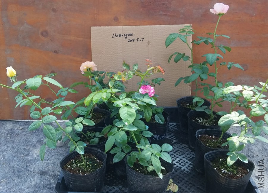20140917_101455.jpg