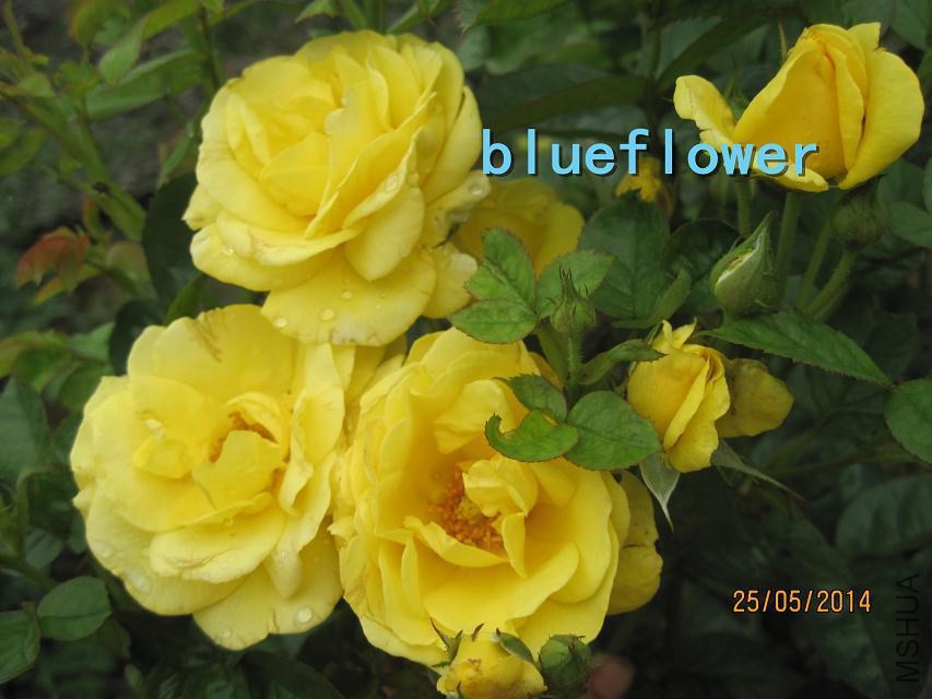 �ƹ�