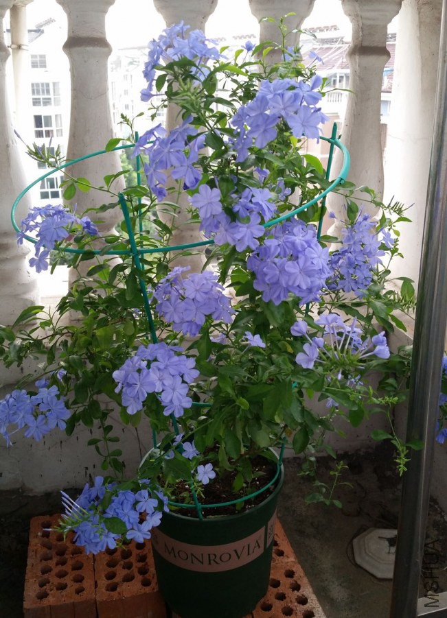 20140911_070655.jpg