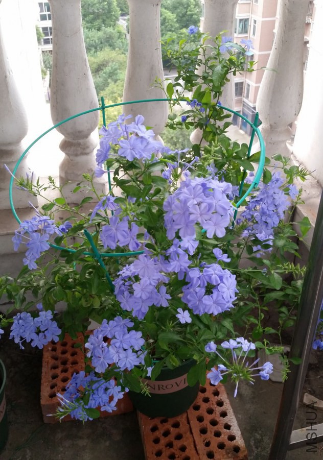 20140911_070641.jpg