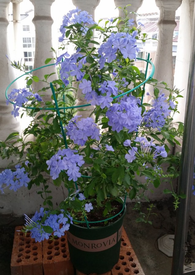 20140911_070705.jpg