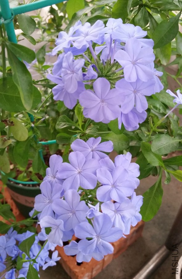 20140911_070817.jpg