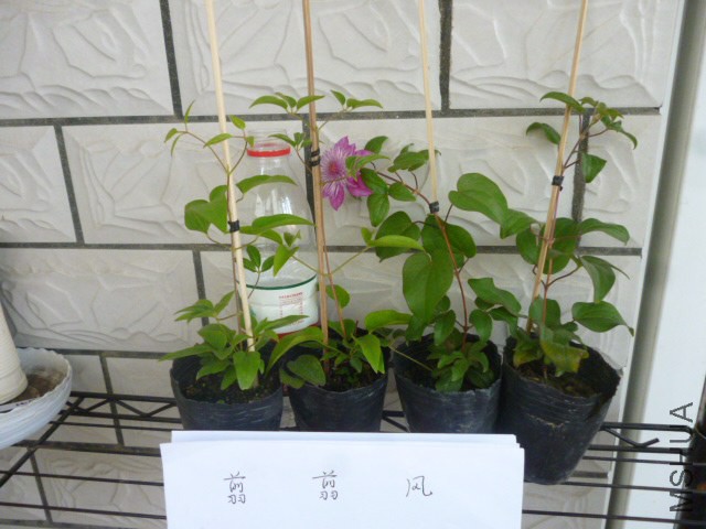 P1050200.jpg