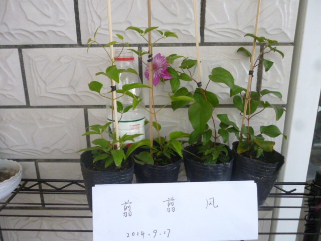 P1050201.jpg