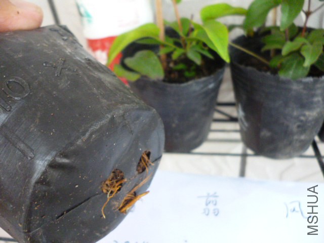 P1050202.jpg