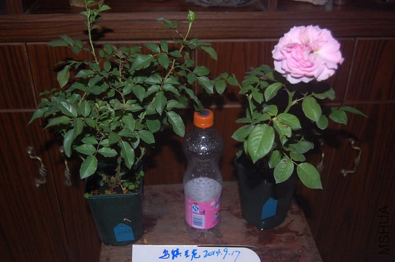 DSC_00680068.JPG