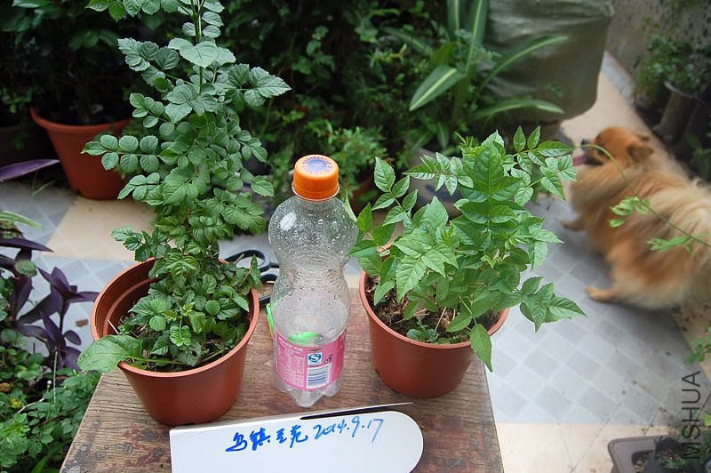 DSC_00190019.JPG