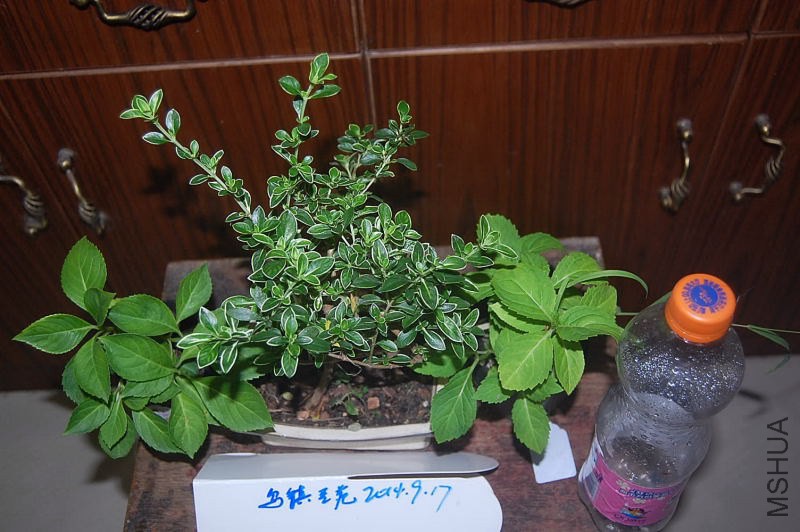 DSC_00610061.JPG