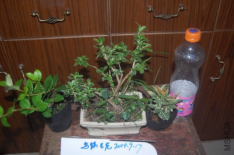 DSC_00630063.JPG