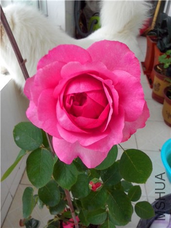 ��ܽ����
