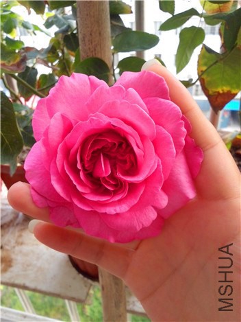 ��ܽ����