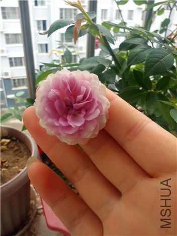 �꼧����