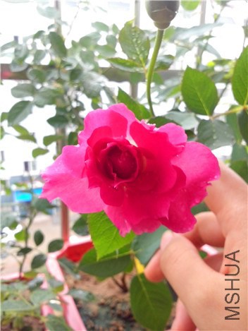 �췽ҹ̷