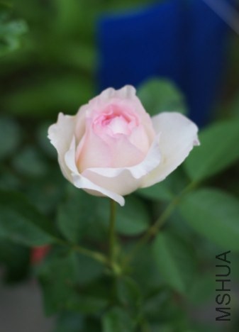 �ں��ջ��Ļ�
