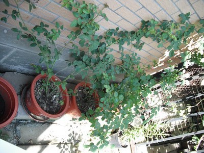 �����ء���ʿ��2008������˹����.JPG
