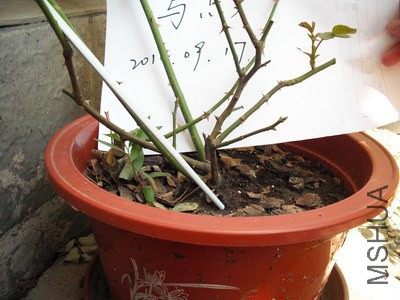 ��ʿ��2008.JPG