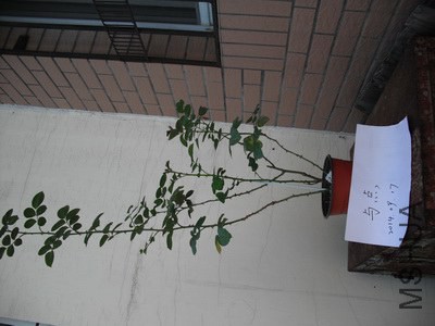 ӡ����.JPG