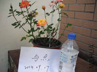 �ʺ磨����δ������.JPG