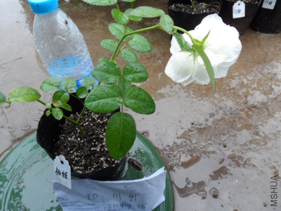 �ؼ�