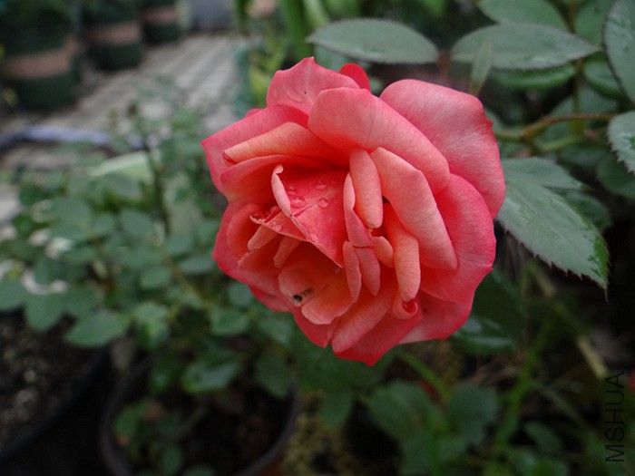 2014-09-1802.jpg