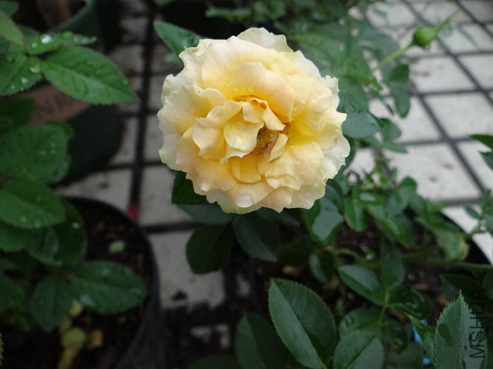 2014-09-1803.jpg