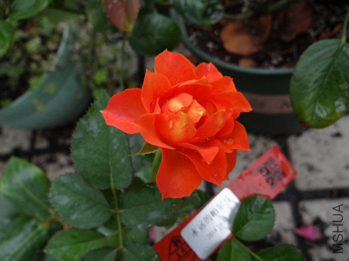 2014-09-1804.jpg