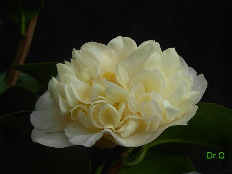 164604qo7x7rea67xdzqxo.jpg