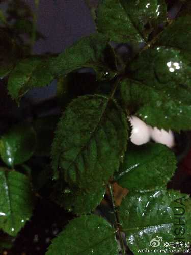 image.jpg