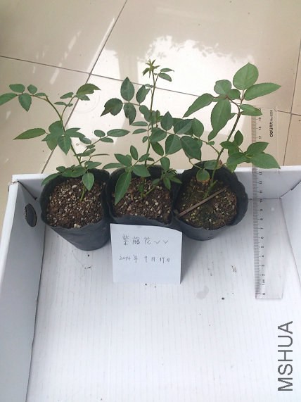 �꼧����35�꼧35������֬30