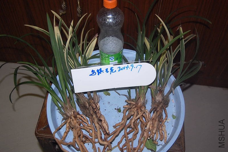 DSC_00110011.JPG
