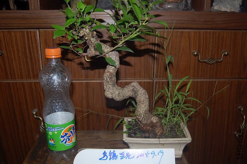 DSC_00070007.JPG
