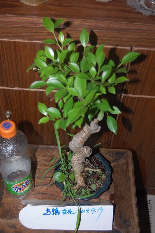 DSC_00050005.JPG