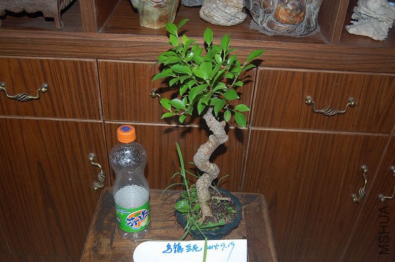 DSC_00040004.JPG